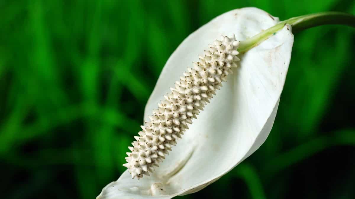 Peace Lily
