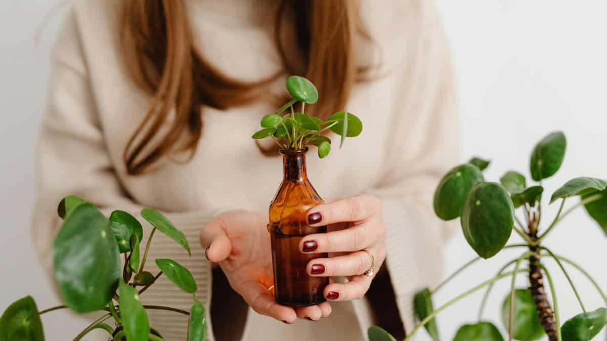 Peperomia Obtusifolia