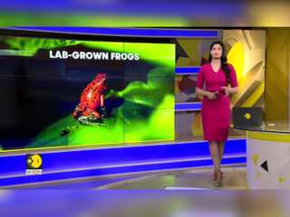 Lab Grown Frogs: Colombia's Response To Wildlife Trafficking