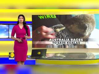 Australia On A Mission To Save Koalas