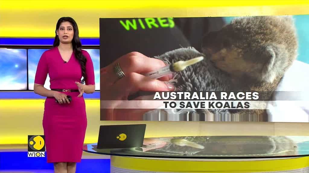 Australia On A Mission To Save Koalas