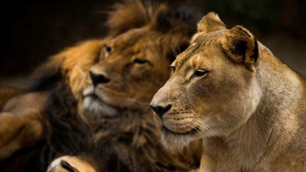 Australian zoo euthanises lioness because her male partner passed away