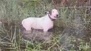 US man who abandoned his dog in Florida amid Hurricane Milton charged with animal cruelty