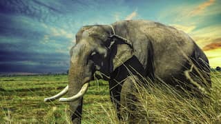 Giant fossil skull of elephant hints at existence of THIS mysterious extinct species in India