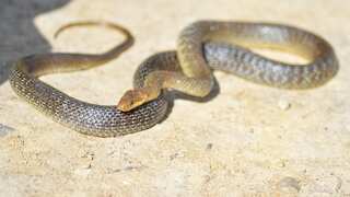 7ft-long snakes creeping into attics and wall cavities in the UK, experts warn