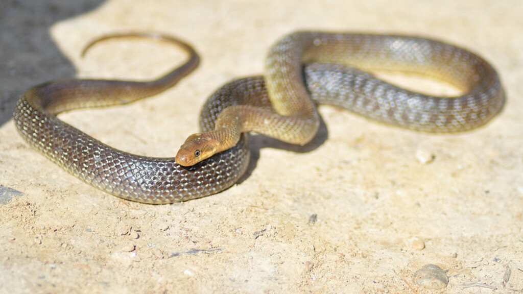 7ft-long snakes creeping into attics and wall cavities in the UK, experts warn