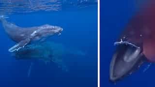 Humpback whale suffers agonising death after ferry rips apart its mouth; rights group shares tragic video