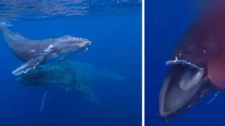 Humpback whale suffers agonising death after ferry rips apart its mouth; rights group shares tragic video