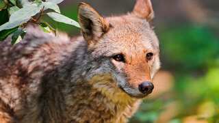 Video: Scary footage shows young girl being chased by coyote in Portland