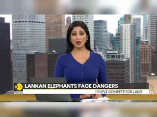 Sri Lanka: Two Elephants Killed In Train Collision