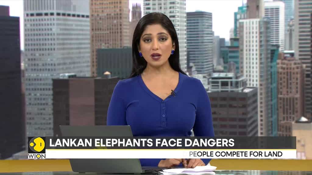 Sri Lanka: Two Elephants Killed In Train Collision