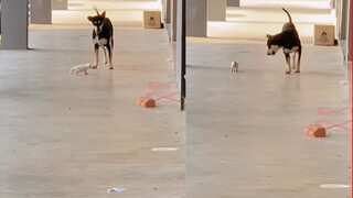 Beloved dog seen playing with kitten in viral video shot dead in Malaysia