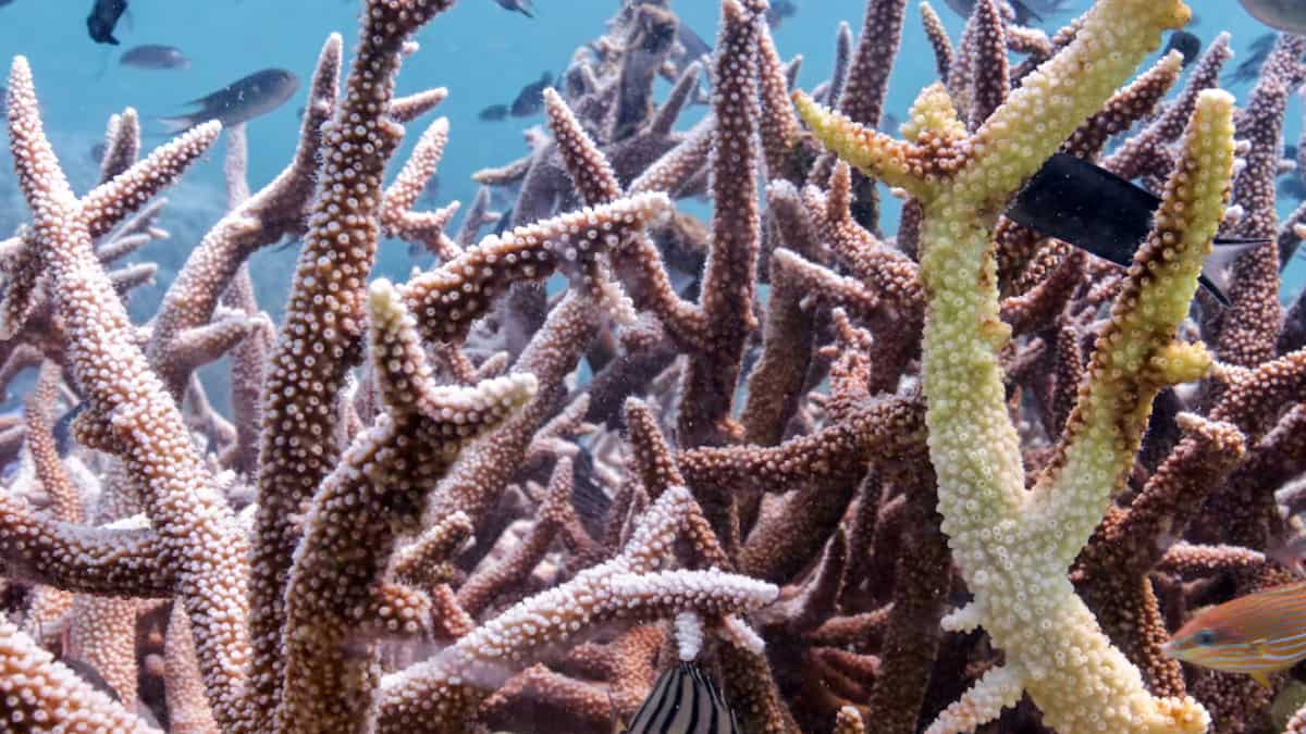 Global coral bleaching event which began in 2023 is biggest event on record: Agency Global coral bleaching event which began in 2023 is biggest event on record: Agency