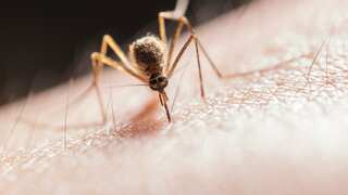 Egypt certified as malaria-free, WHO says 'truly historic'