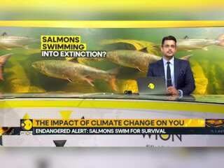 Are Salmons Swimming Into Extinction?