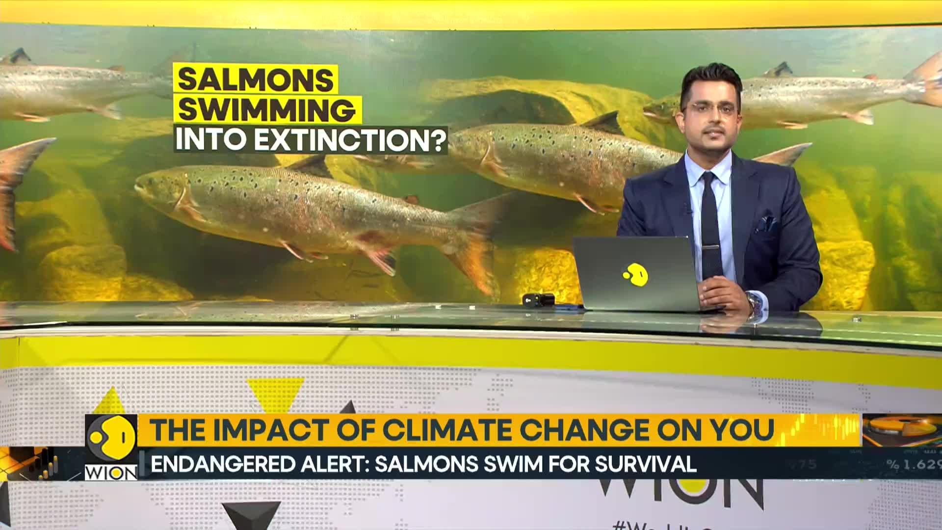 Are Salmons Swimming Into Extinction?