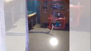 WATCH: Highly venomous snakes found writhing under Indian family's bed