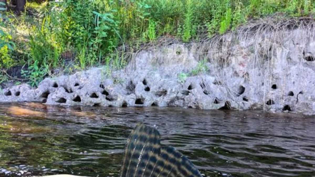 Eerie holes are cropping up on Florida's riverbanks. They are nothing but... Eerie holes are cropping up on Florida's riverbanks. They are nothing but...