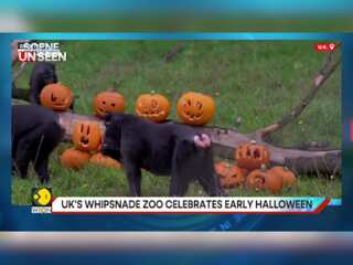 UK: Whipsnade Zoo Animals Enjoy An Early Halloween Treat