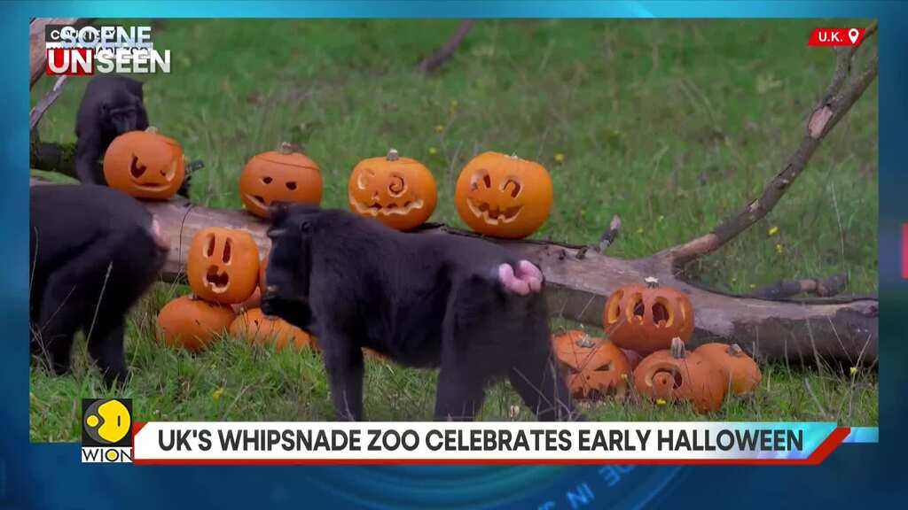 UK: Whipsnade Zoo Animals Enjoy An Early Halloween Treat