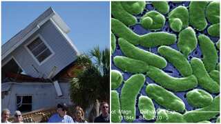 'Flesh-eating' bacteria kills 13 in Hurricane-hit Florida, cases at record: What is vibrio vulnificus?