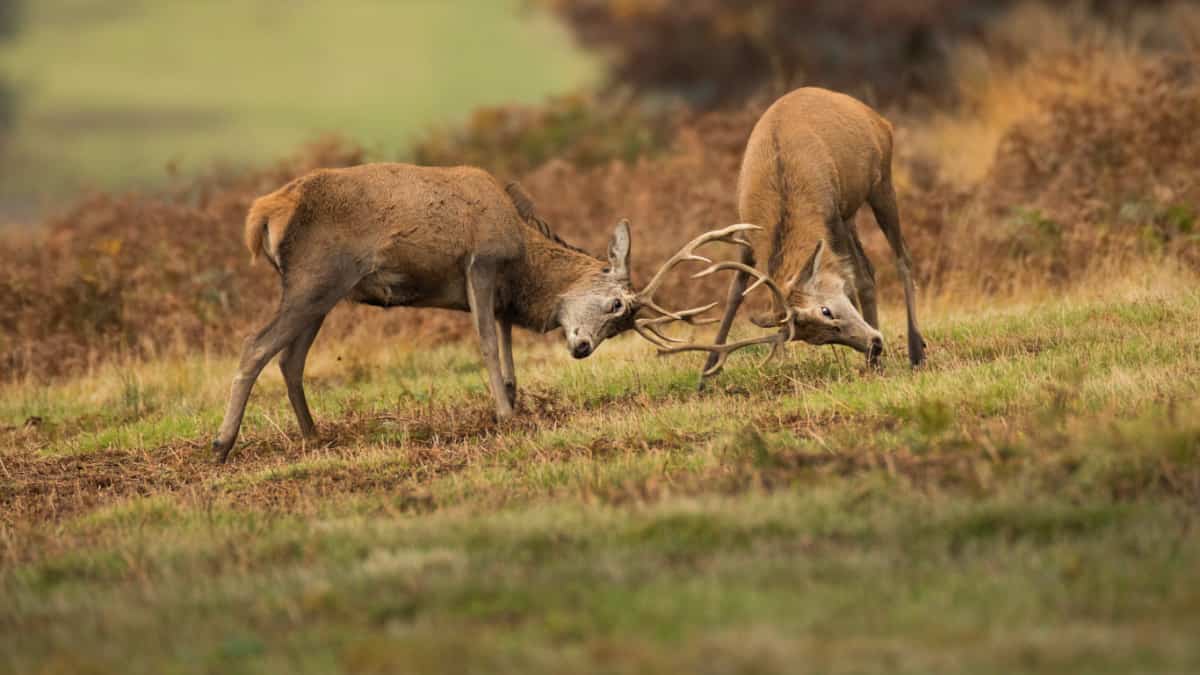 Woman gets caught between a stag fight on the road, is rushed to hospital Woman gets caught between a stag fight on the road, is rushed to hospital