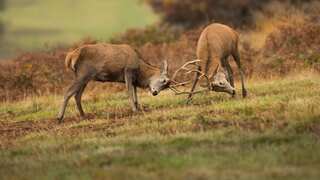 Woman gets caught between a stag fight on the road, is rushed to hospital
