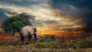 Ancient humans were feasting on giant elephants, reveals butchery evidence