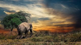 Ancient humans were feasting on giant elephants, reveals butchery evidence