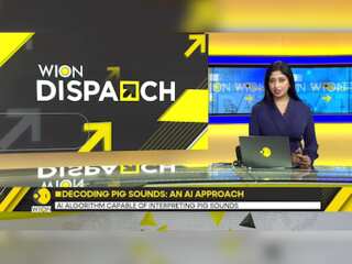 AI Algorithm Capable Of Interpreting Pig Sounds