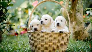 Teen boy films himself burning several puppies in Brazil, sends video to friends