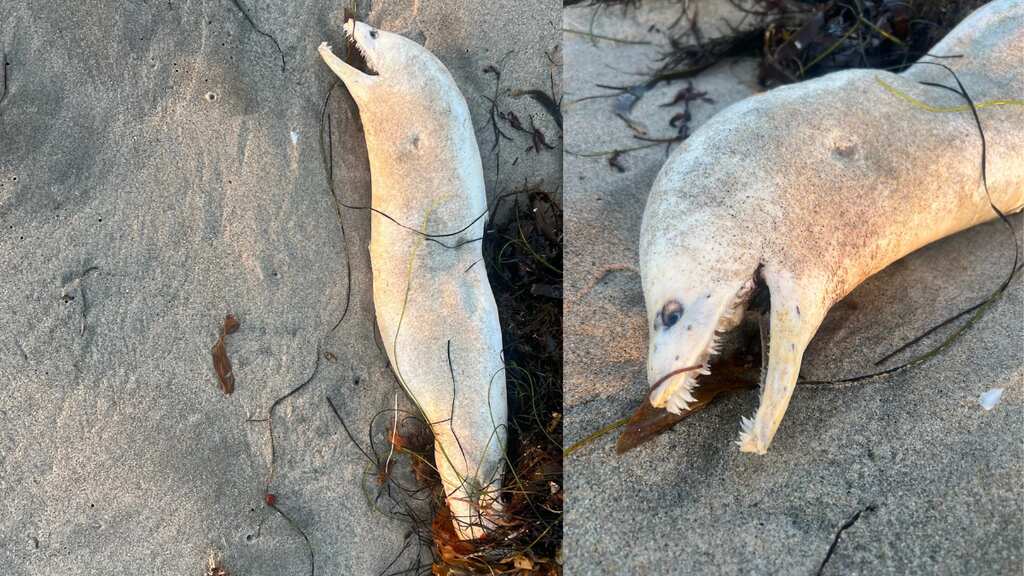 Demonic sea serpent-like creature washes ashore in California