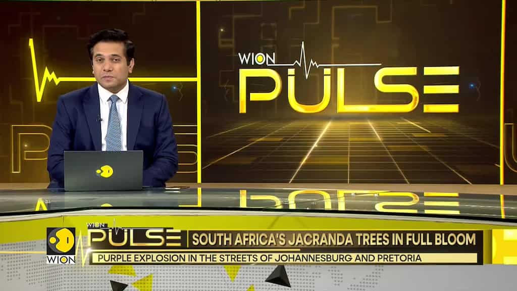 South Africa's Jacranda Trees In Full Bloom