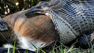 Burmese python swallows a whole deer shattering beliefs about its last limits
