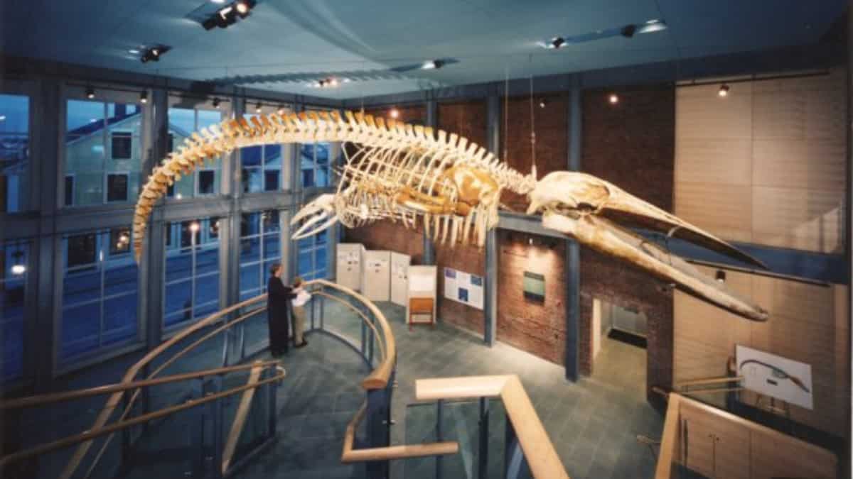 Watch out! Blue whale dead for 26 years is still reeking oil Watch out! Blue whale dead for 26 years is still reeking oil
