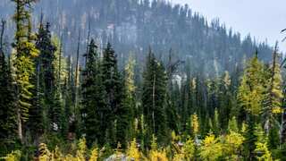 Lost hiker survives month-long ordeal eating mushrooms and berries in US park
