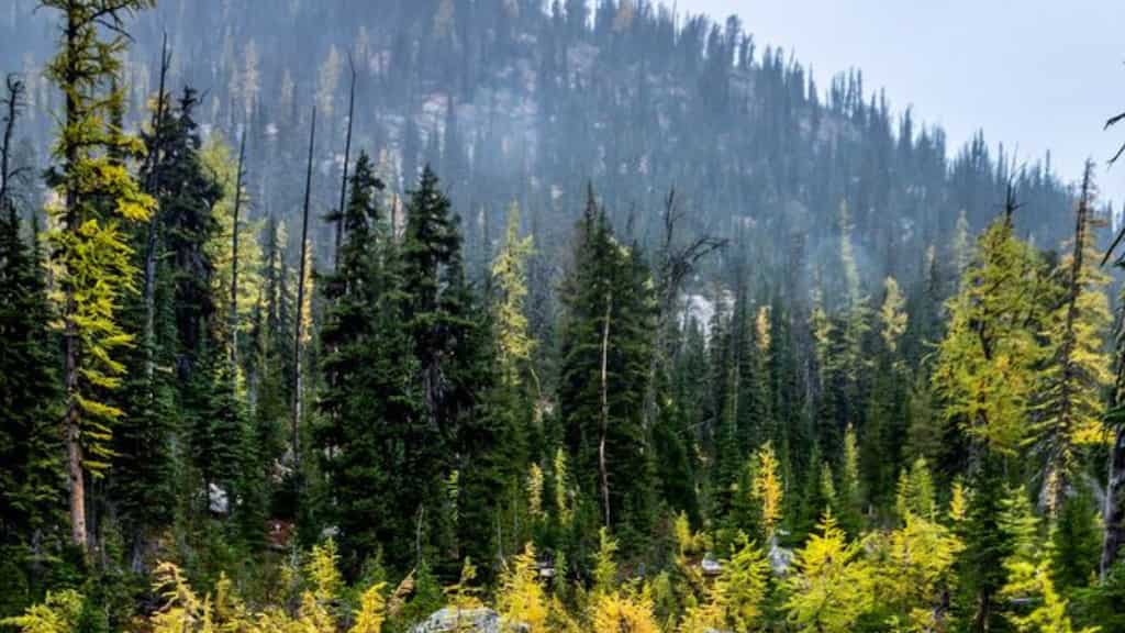 Lost hiker survives month-long ordeal eating mushrooms and berries in US park