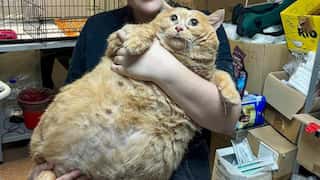 World’s fattest cat Crumbs loses his life after joining feline fat camp