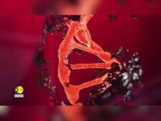 Designer Babies? South Africa Revises Research Guidelines to Permit Heritable Human Genome Editing