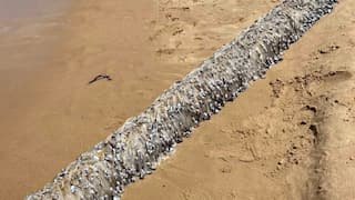 Sea animal covered with slimy tendrils will give you Halloween creeps