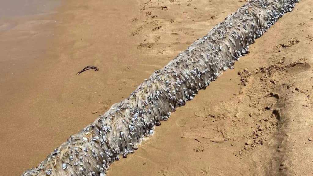 Sea animal covered with slimy tendrils will give you Halloween creeps