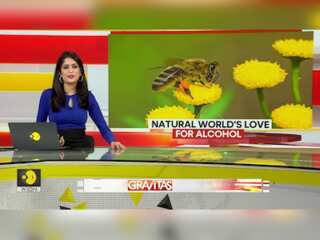 Alcohol Consumption Abundant in Natural World