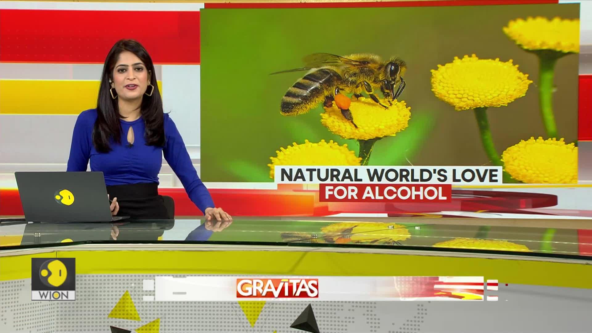 Alcohol Consumption Abundant in Natural World