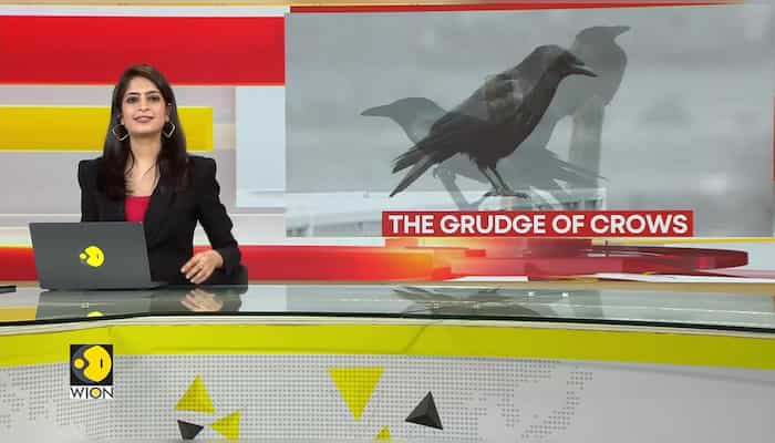 The Grudge of Crows