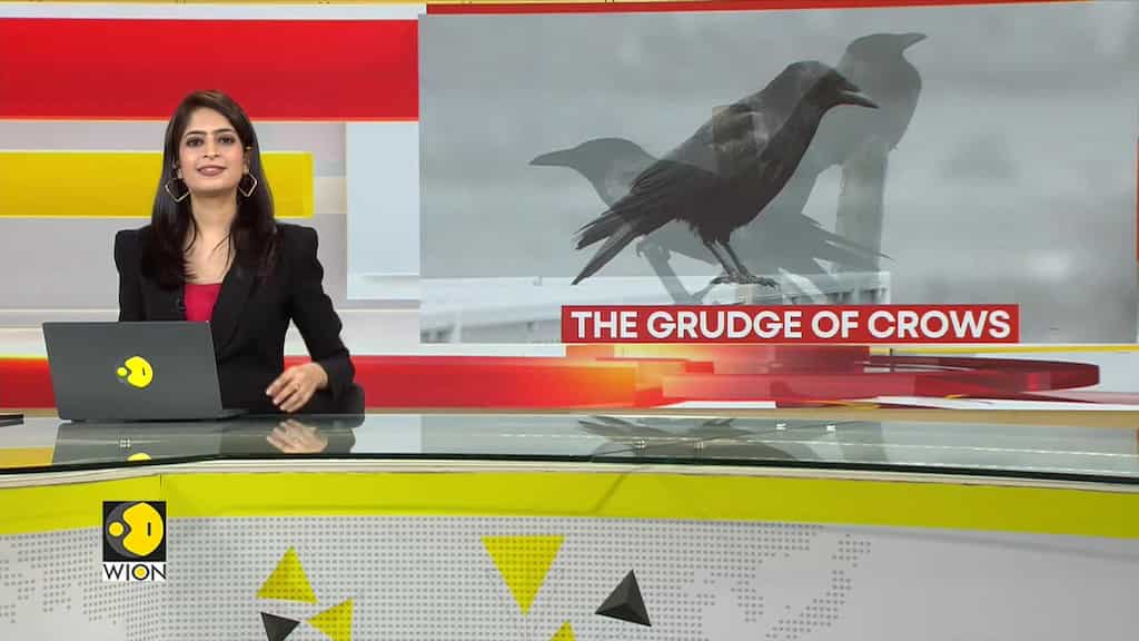 The Grudge of Crows