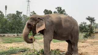 Elephant deaths at Bandhavgarh reserve: CM chairs emergency meeting amid rising toll