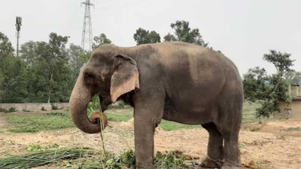 Elephant deaths at Bandhavgarh reserve: CM chairs emergency meeting amid rising toll
