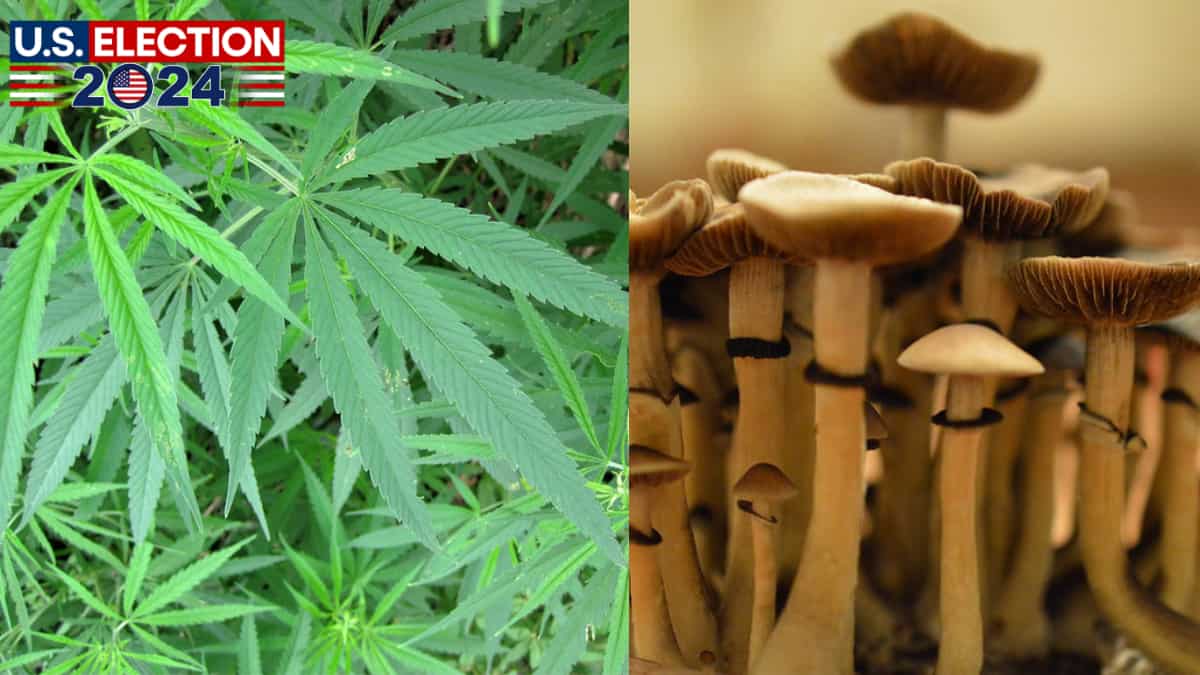 Four states have marijuana on the ballot, one will vote on psychedelics