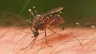 Deaf mosquitoes can't have sex, so scientists see it as a way to combat dengue