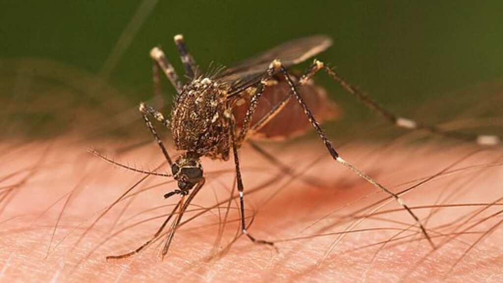 Deaf mosquitoes can't have sex, so scientists see it as a way to combat dengue